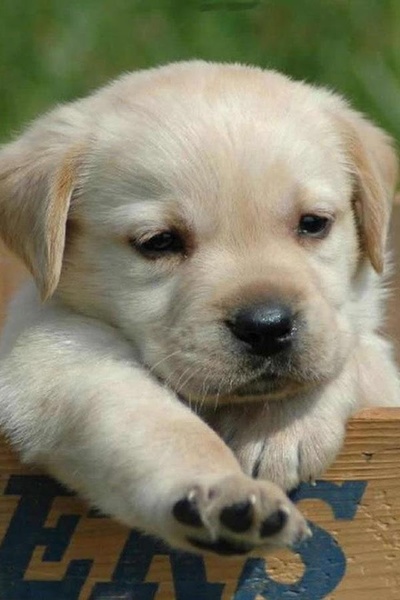 Dog Wallpaper - Preview 8