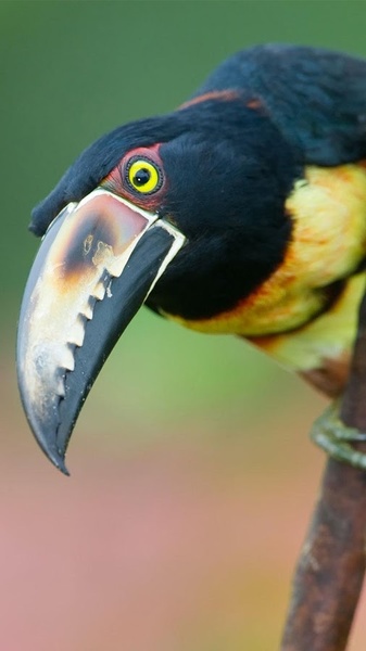 Bird Live Wallpaper - Preview 3
