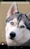 Husky screenshot 1