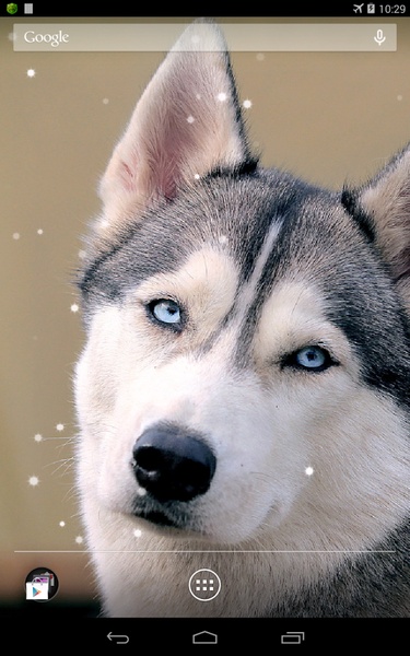 Husky - Preview 1