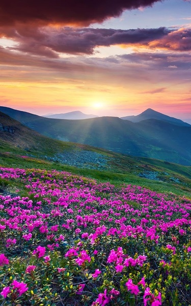 Mountain Flower Live Wallpaper - Preview 8