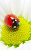 Ladybug Live Wallpaper screenshot 2
