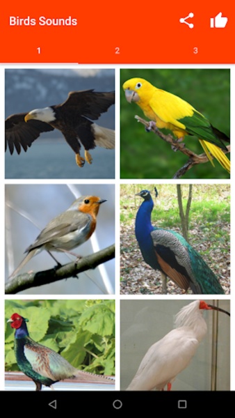 Birds Sounds - Preview 7