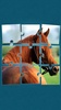 Cheval Jeux de Puzzle screenshot 14