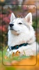 Husky dog Wallpaper HD Themes screenshot 2