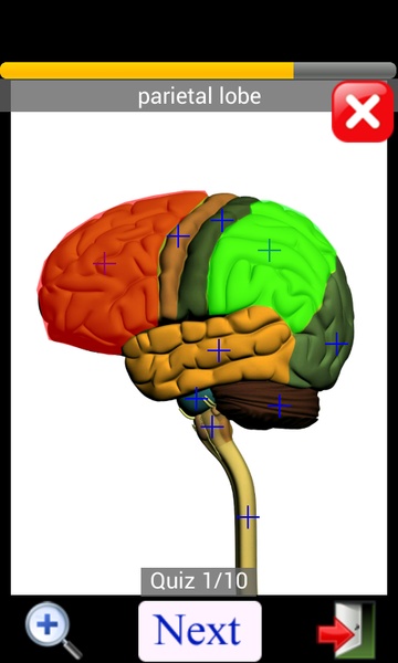 Anatomy Quiz Lite - Preview 9