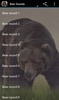 Bear Sounds screenshot 1