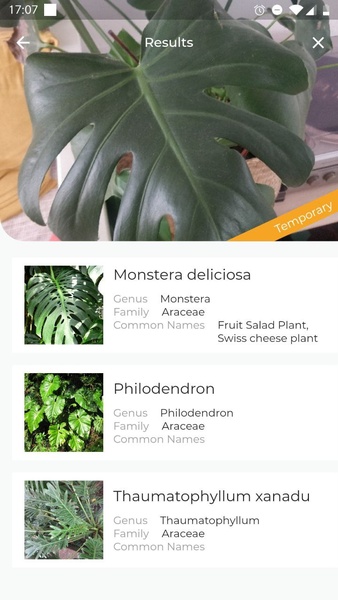 LeafSnap - Preview 3