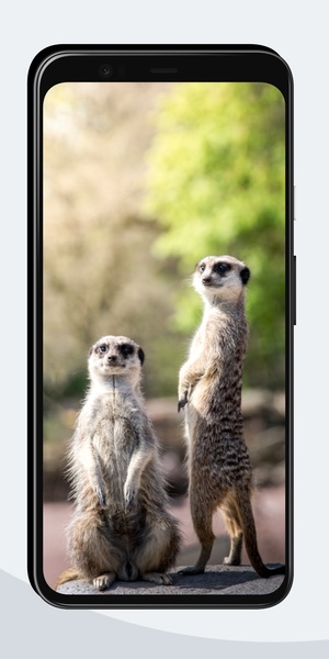 Funny Wallpapers OurcreativeApps - Preview 3