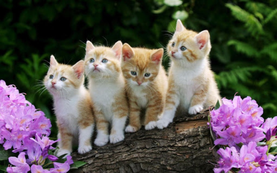 Kitten Wallpaper - Preview 1