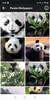 Panda HD Wallpapers screenshot 2