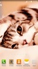 Cute Cats Live Wallpaper screenshot 3