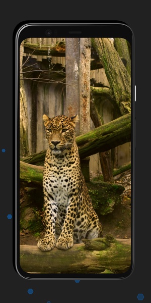 Leopard Wallpapers - Preview 5