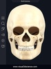Skull Anatomy Pro. screenshot 6