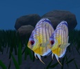 Fish screenshot 3