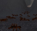 Ant Simulation screenshot 6
