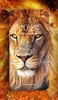 Lion Wallpaper screenshot 6