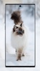 Cute Cat Wallpaper screenshot 11