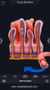 Digestive System Anatomy screenshot 9