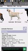 Dog Breeds screenshot 5