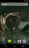 Tiger screenshot 5