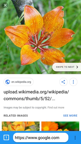 Apple Browser - Preview 2