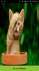 Cat Wallpapers Cute screenshot 7