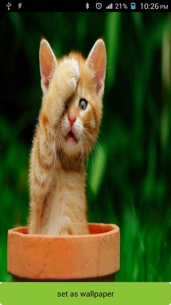 Cat Wallpapers Cute - Preview 7