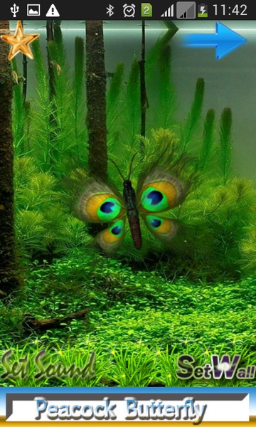 Butterfly Peacock - Preview 6