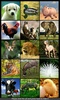 Animal Sounds & Ringtones screenshot 5