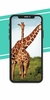 Giraffe Wallpaper screenshot 4