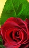 Roses Free Live Wallpaper screenshot 1