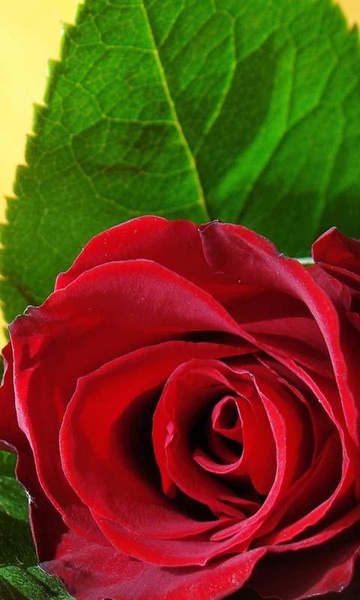 Roses Free Live Wallpaper - Preview 1