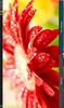 Flowers Live Wallpapers screenshot 3