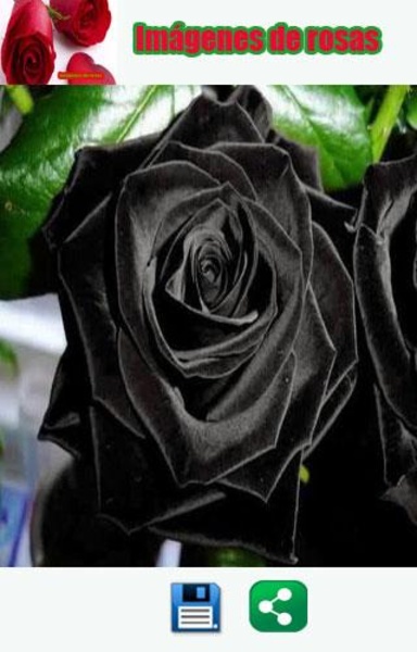 Imagenes de rosas - Preview 2
