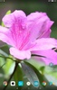 Beautiful Spring Flowers Live Wallpaper screenshot 2