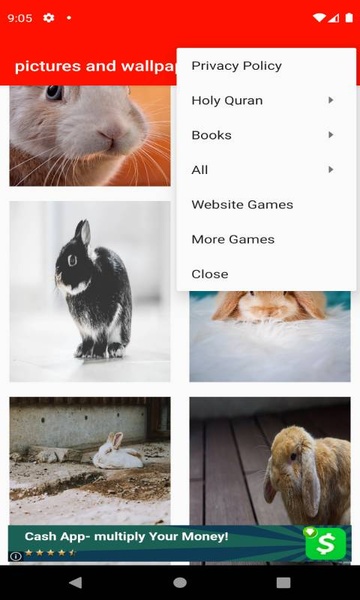 pictures and wallpapers of the rabbit 4k - Preview 1