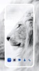 Lion HD Wallpaper screenshot 7