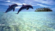 Dolphins Live Wallpaper screenshot 1
