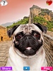 Talking Pug screenshot 1