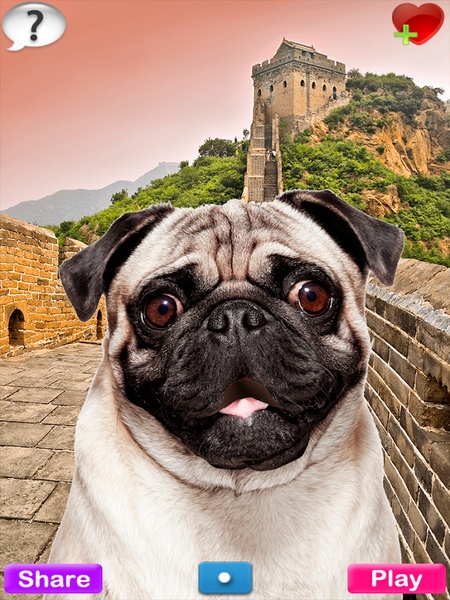 Talking Pug - Preview 1