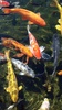 Koi Fish Live Wallpaper screenshot 8