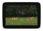 Deers Video Live Wallpaper screenshot 4