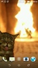 Cat 3D Video Live Wallpaper screenshot 4
