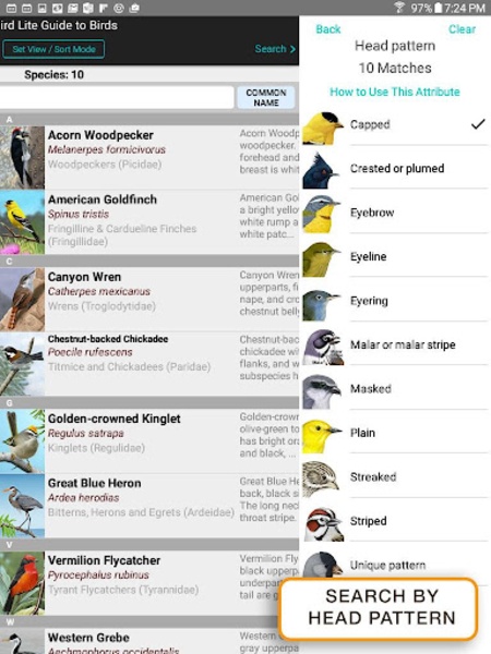 iBird Lite - Preview 1
