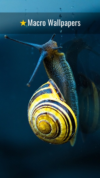 Macro Wallpapers - Preview 8