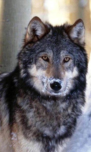 Wolves Live Wallpaper - Preview 5