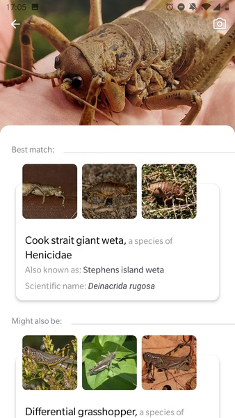 Picture Insect - Insect Id Pro - Preview 5