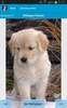 Cute Puppies Wallpapers screenshot 7