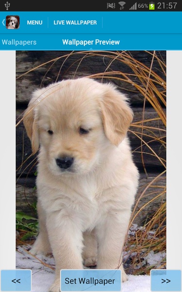 Cute Puppies Wallpapers - Preview 6